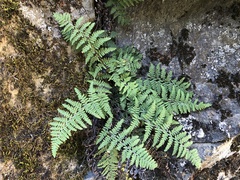 Myriopteris covillei