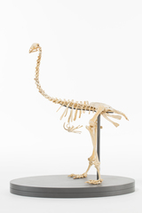 Dinornithiformes