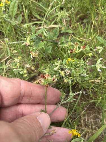 Pediomelum rhombifolium, photograph 6