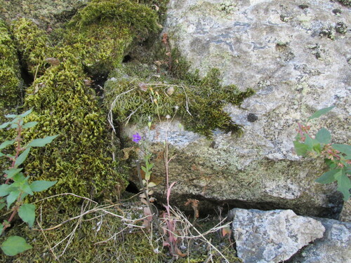 Campanula lusitanica, photograph 1