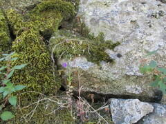 (c) zebedeugalinha, some rights reserved (CC BY) Campanula lusitanica, photograph (c) zebedeugalinha, some rights reserved (CC BY)