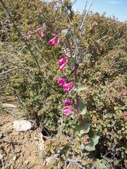 Penstemon pseudospectabilis