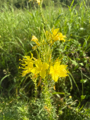 Oenothera rhombipetala, photograph (c) SageWarbler, some rights reserved (CC BY)