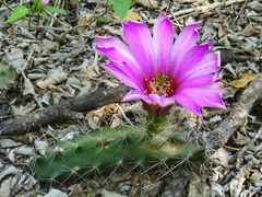 Echinocereus berlandieri