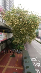 Crateva unilocularis