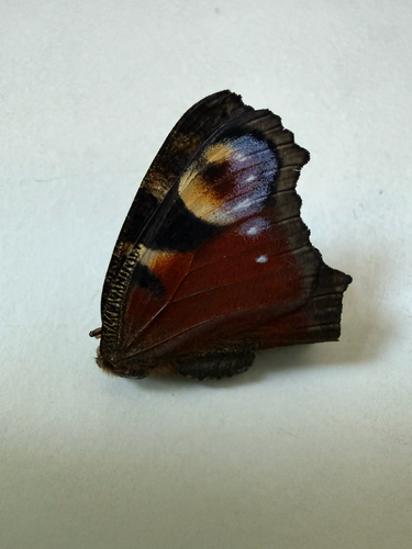 European Peacock Butterfly