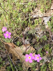 Leptosiphon latisectus