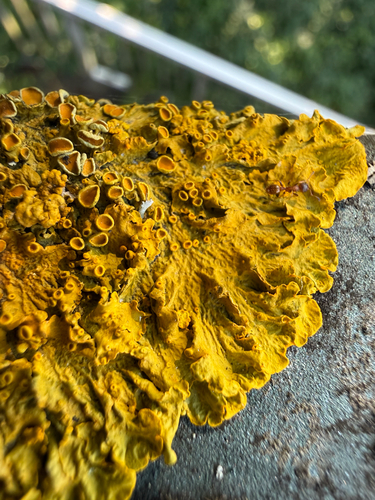 Common Sunburst Lichen