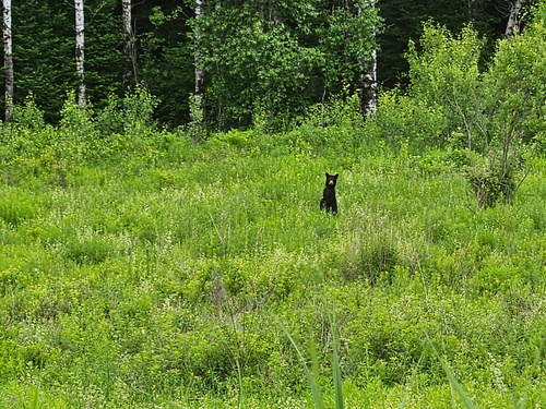 American Black Bear