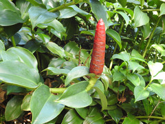Costus spicatus