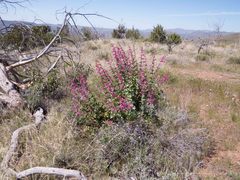 Penstemon pseudospectabilis