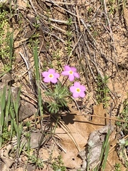 Leptosiphon latisectus