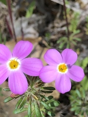 Leptosiphon latisectus