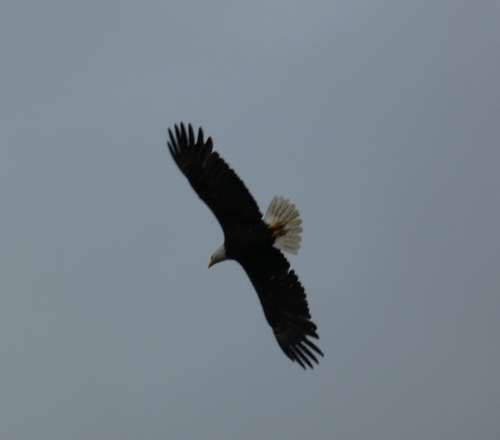 Bald Eagle