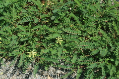 Astragalus propinquus