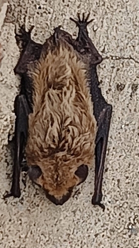 Meridional Serotine