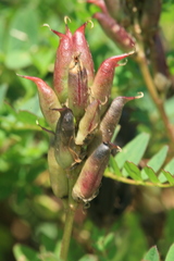Astragalus propinquus