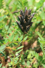 Astragalus propinquus