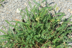 Astragalus propinquus