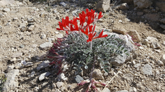 Astragalus coccineus