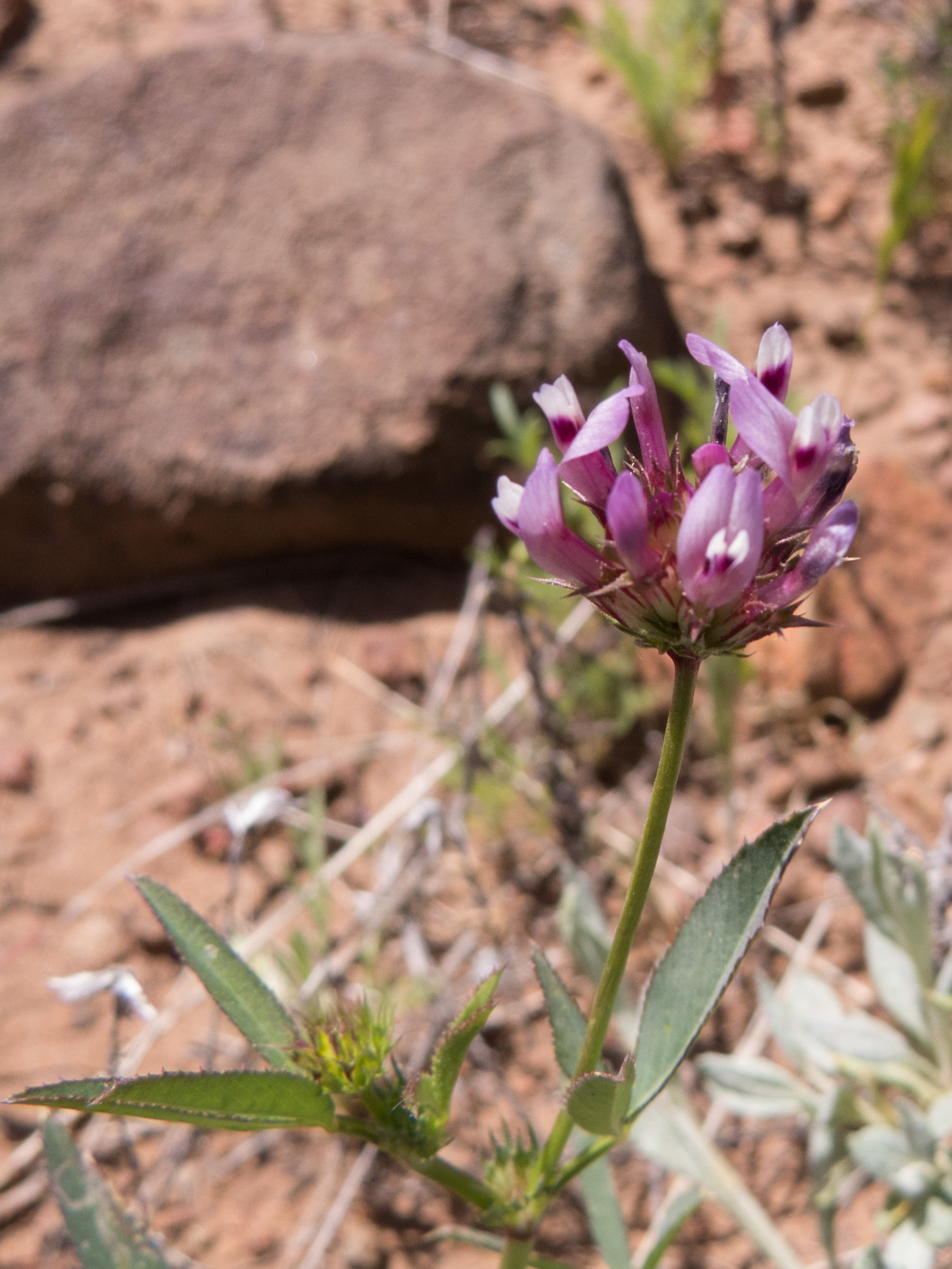 Trifolium mucronatum