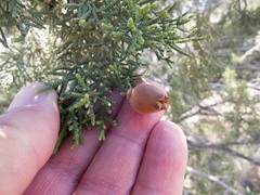 Walshomyia juniperina