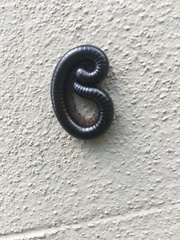 Pachyiulus oenologus