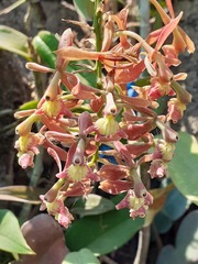 Epidendrum radioferens