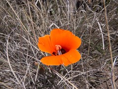 Calochortus kennedyi