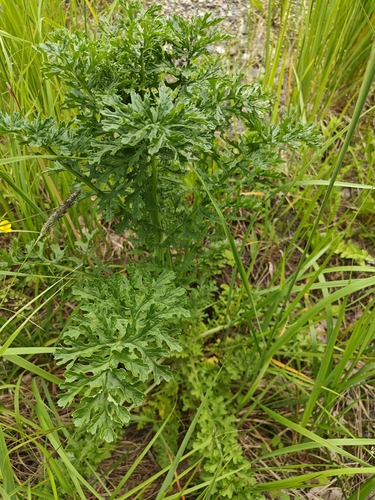 ragwort