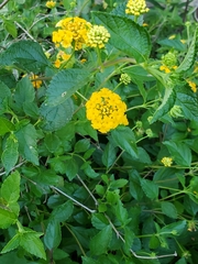 Lantana × hybrida
