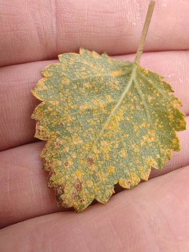 birch rust