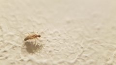 Thylodrias contractus