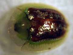 Cassida compuncta