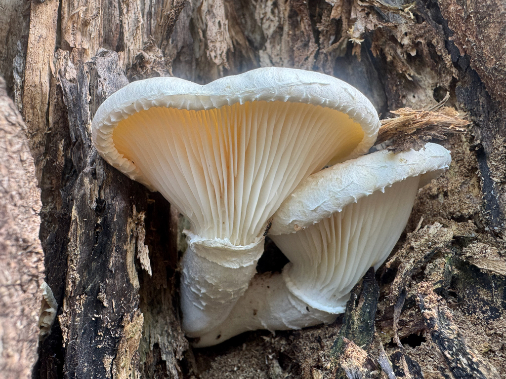 Lynx Paw Oyster · June 2026 · photo: Photo: (c) Shelby Lyn Sanders, some rights reserved (CC BY) · iNaturalist