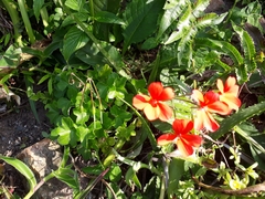 Pelargonium tongaense