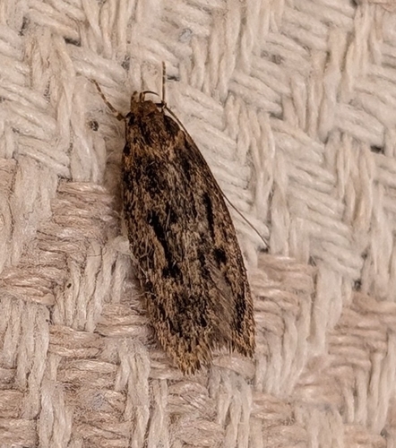 Brown House Moth