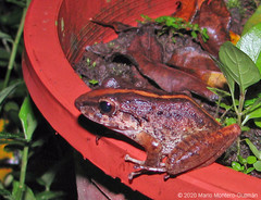 Craugastor fitzingeri