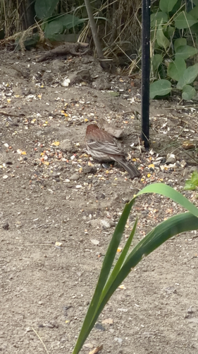 House Finch