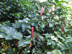Costus spicatus