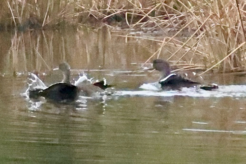 iNaturalist image
