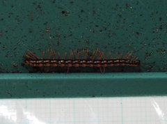 Helicorthomorpha holstii