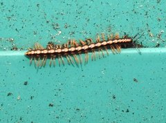 Helicorthomorpha holstii