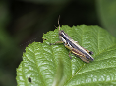 Dichroplus elongatus