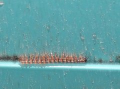 Helicorthomorpha holstii