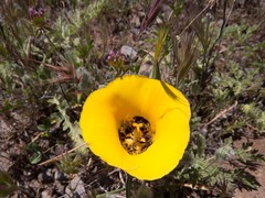 Calochortus kennedyi