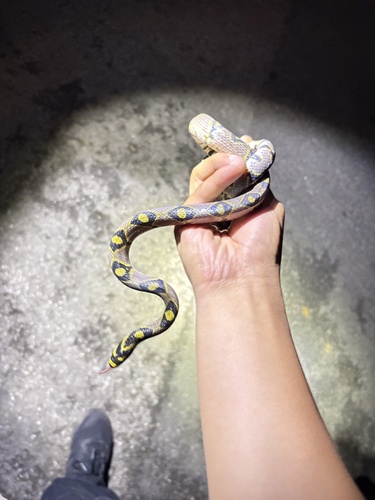 Mandarin Ratsnake