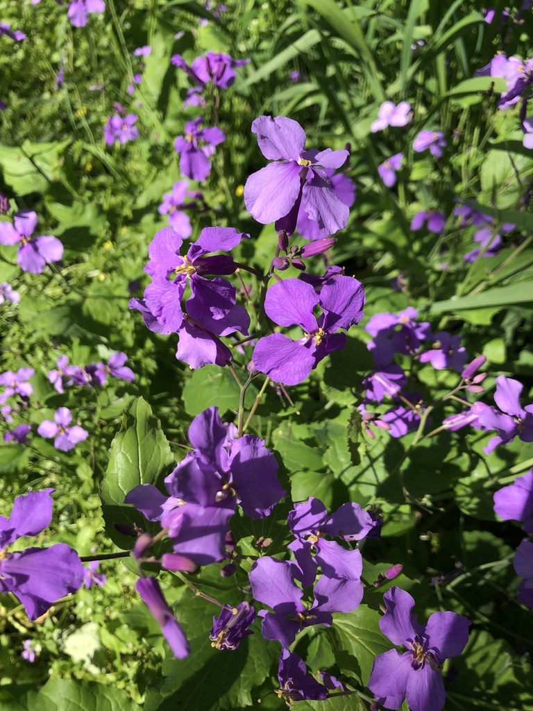 Chinese Violet Cress in April 2020 by tokyonaturalist · iNaturalist