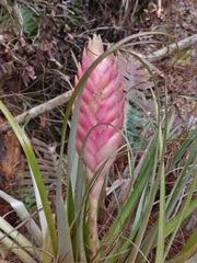 Tillandsia lampropoda