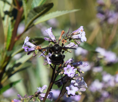 Xylocopa californica californica